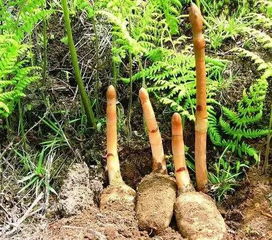 農村的這種東西 中醫都視它為心頭寶