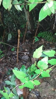 彝良縣著力破解制約天麻產(chǎn)業(yè)發(fā)展的瓶頸