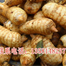 宜昌戈廠(chǎng)天麻專(zhuān)業(yè)合作社