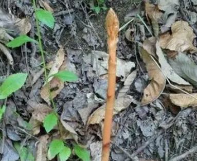 山坡上可見,無葉無根,一枝獨(dú)秀,珍貴稀少