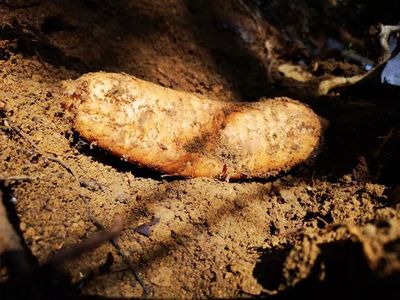 天麻是一種無根無葉的草本植物,卻能開花、結實、生子,神奇得很