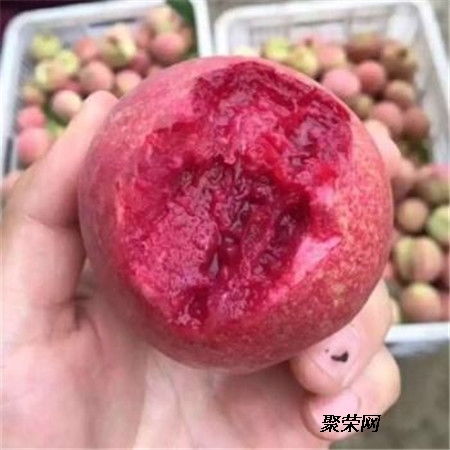 黃桃苗 二年黃桃苗基地 黃桃苗單價(jià)及報(bào)價(jià)