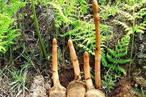 無(wú)根無(wú)葉的奇特野草：天麻，眾人皆知卻鮮為人見(jiàn)