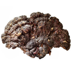 探秘天麻野生特級 功效、市場與選購指南